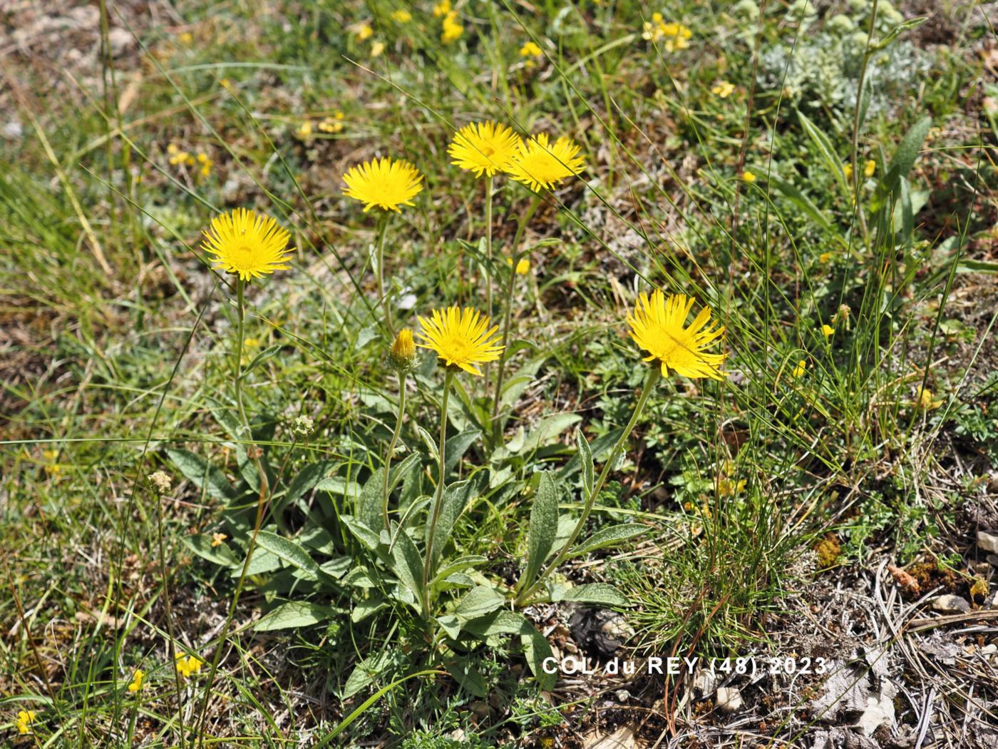 Inula, Mountain plant